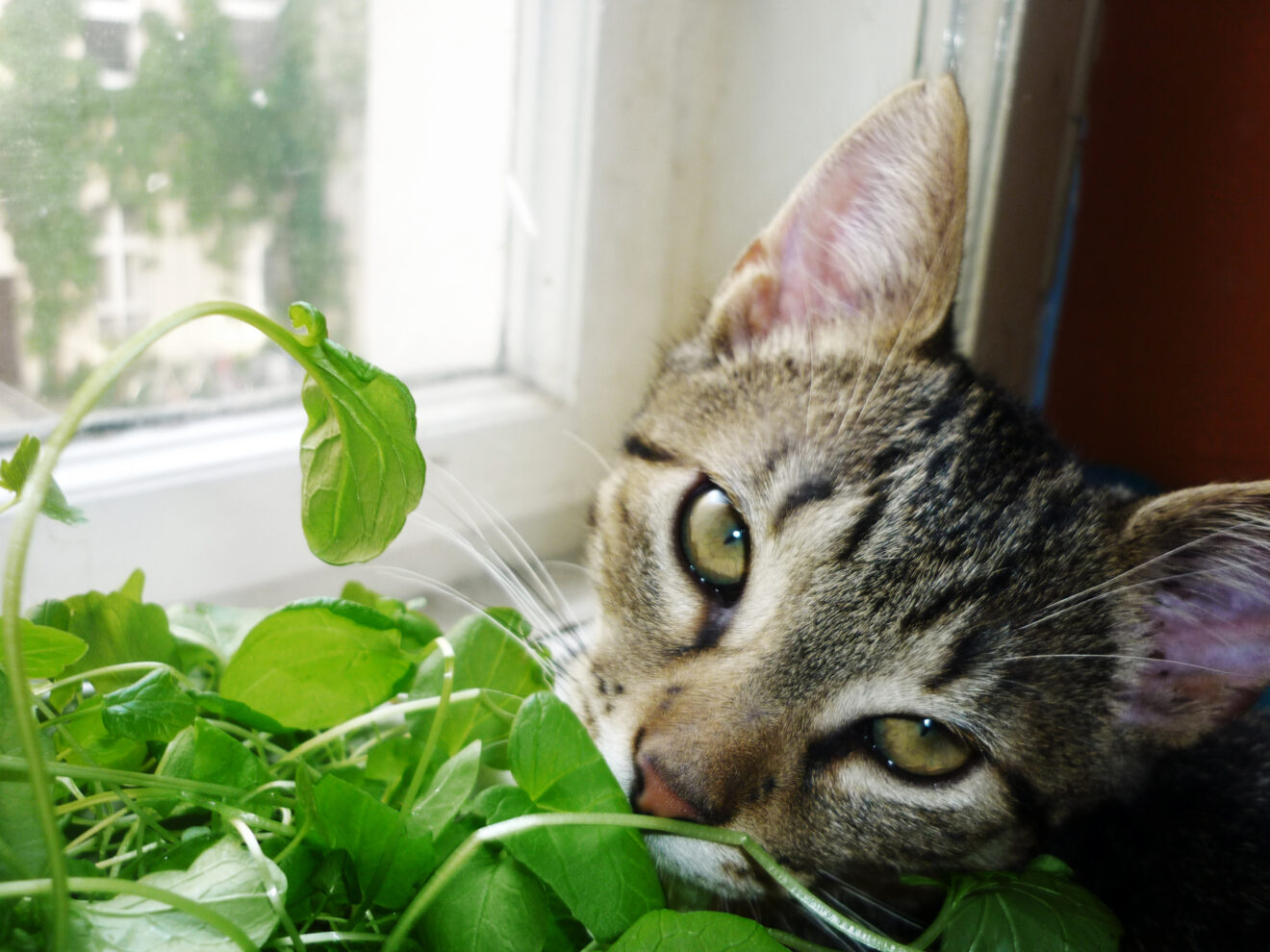 Katzen und Pflanzen Giftige und ungiftige Pflanzen für Katzen