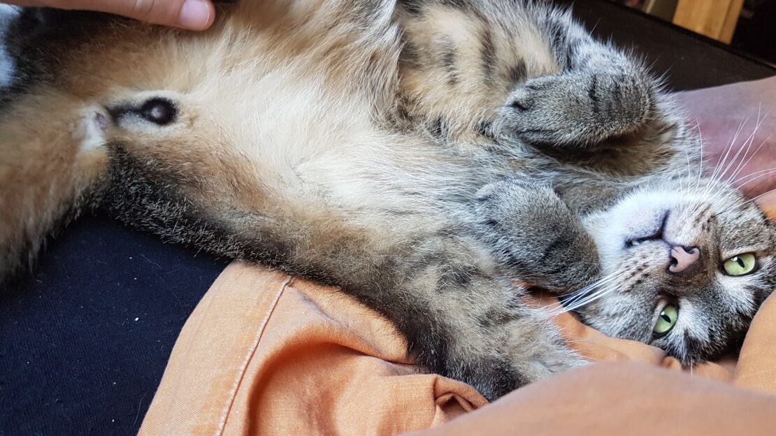Kann Ein Kastrierter Kater Noch Decken Kastration bei Katze und Kater - Katze.org