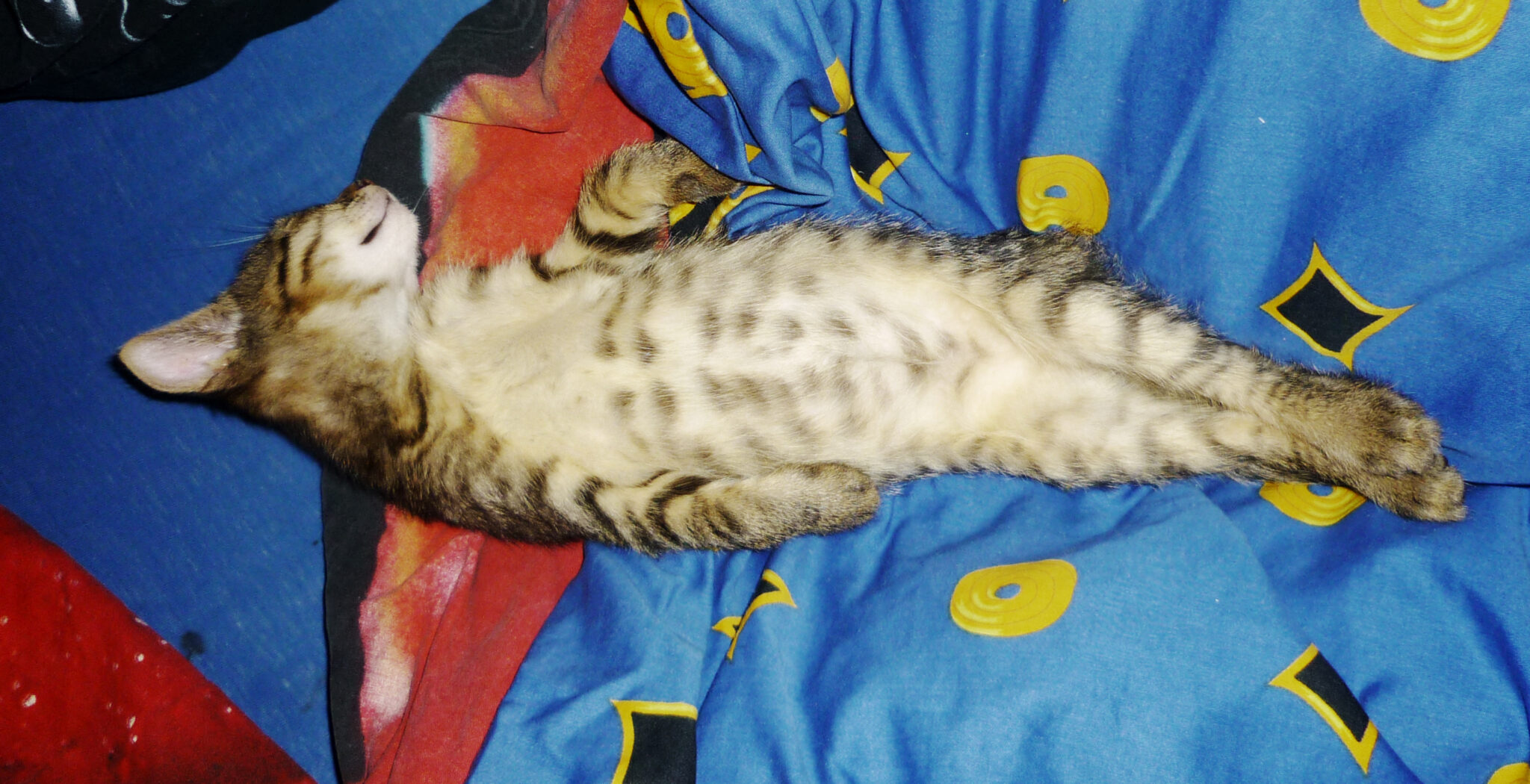 Die erste Katze Was muss ich beachten?