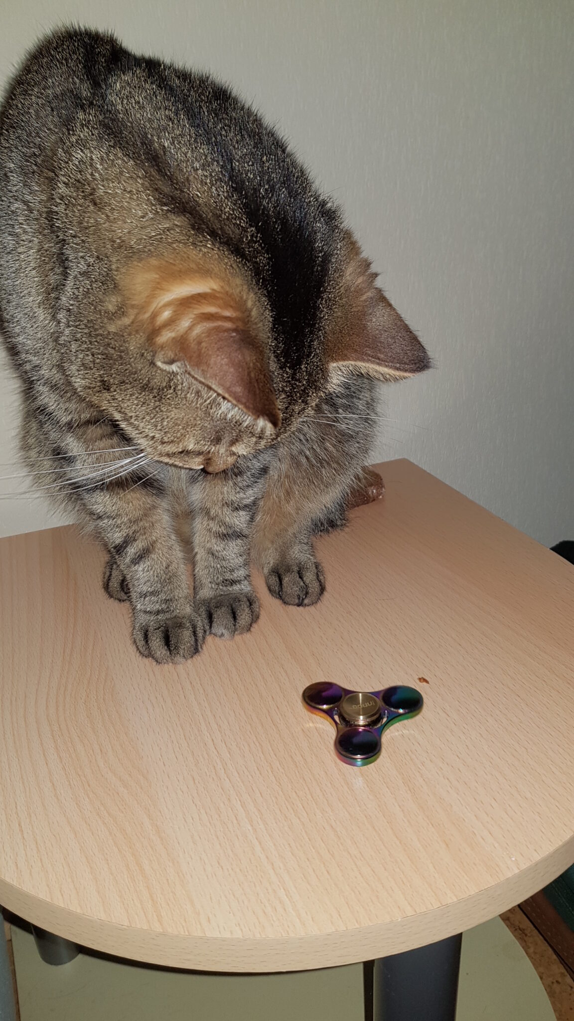 Mit der Katze spielen So beschäftigst du deine Katze