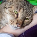 Bindung Katze Mensch