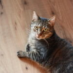 Clickertraining Katze