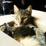 Katze im Karton