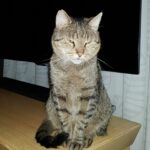 Kater schmollt