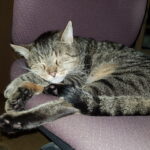 Schlafender Kater
