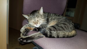 Schlafender Kater