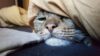 Nachtaktivität von Katzen - Warum und was hilft dagegen? - Katze.org