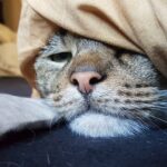 Verschlafener Kater
