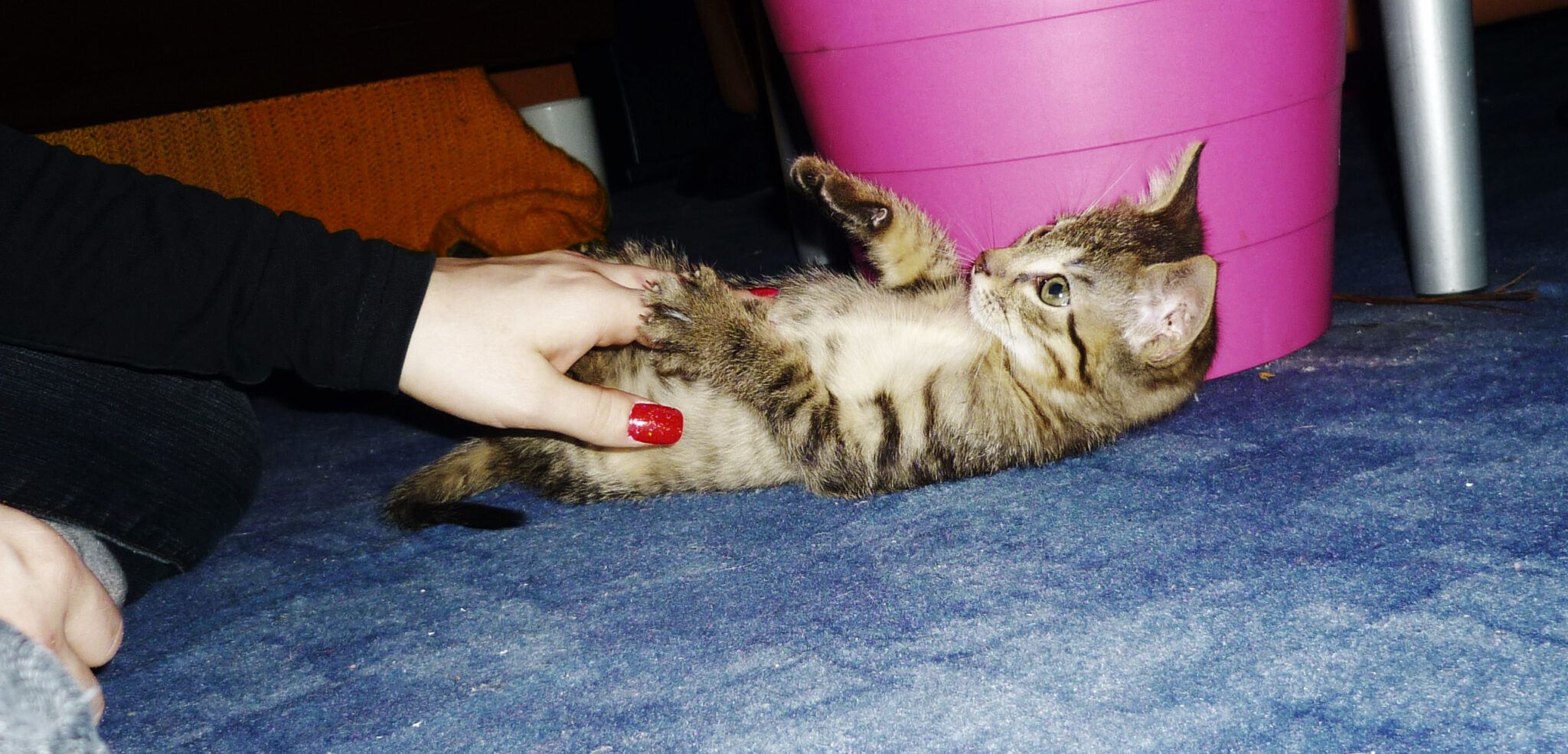 Katze abgeben - So kommt deine Katze / Kitten in gute Hände - Katze.org