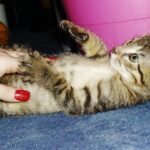 Handaufzucht Katze
