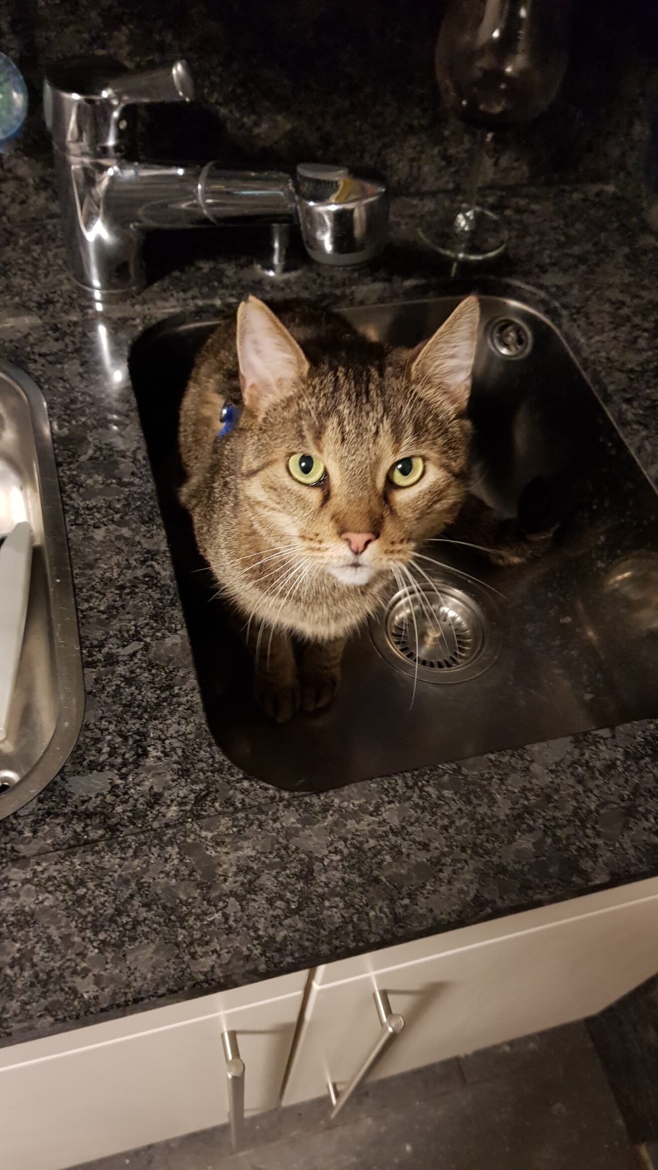 Wie Kann Ich Meiner Katze Die Hitze Erträglicher Machen Abkühlung bei Sommer & Hitze - So kühlst du deine Katze - Katze.org