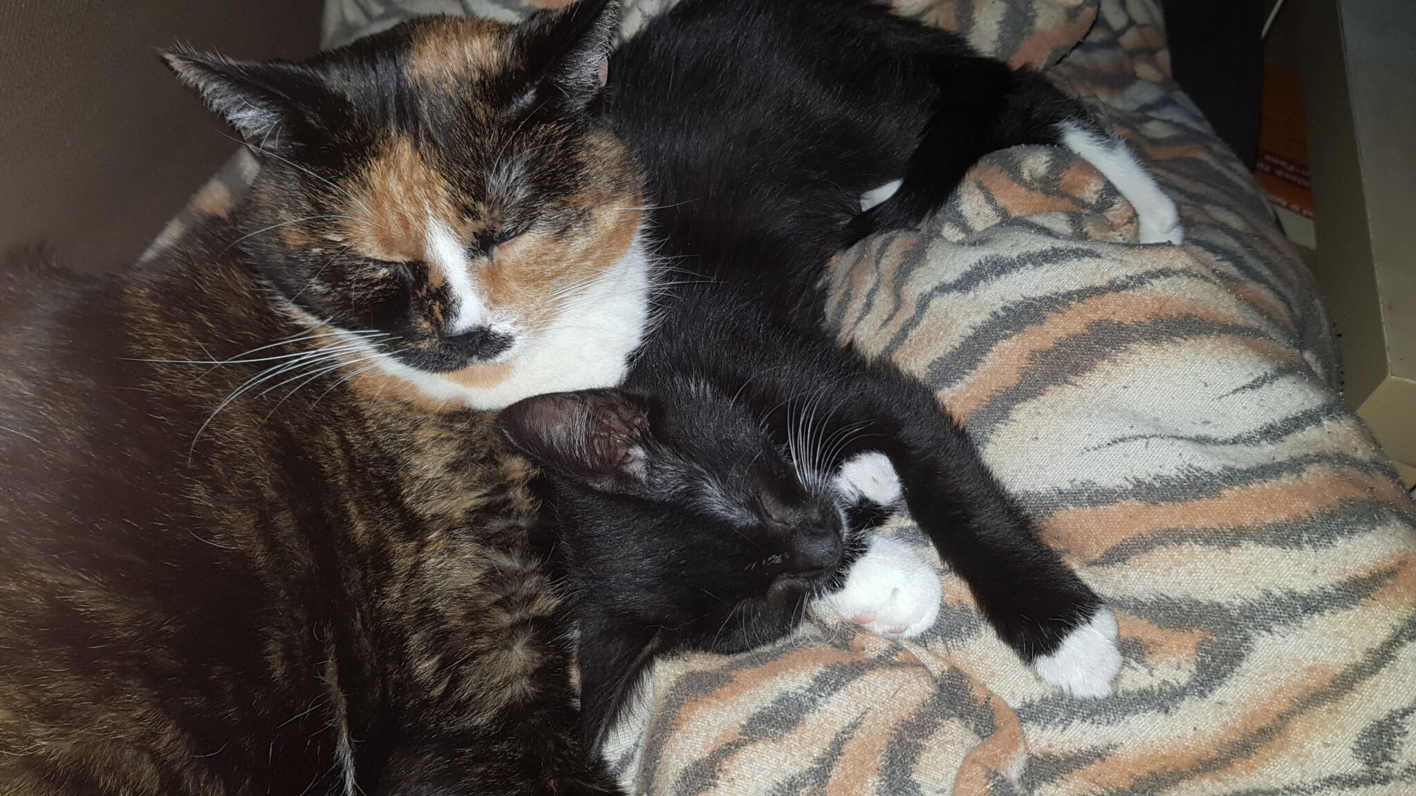 Katzen zusammenführen Was es zu beachten gilt