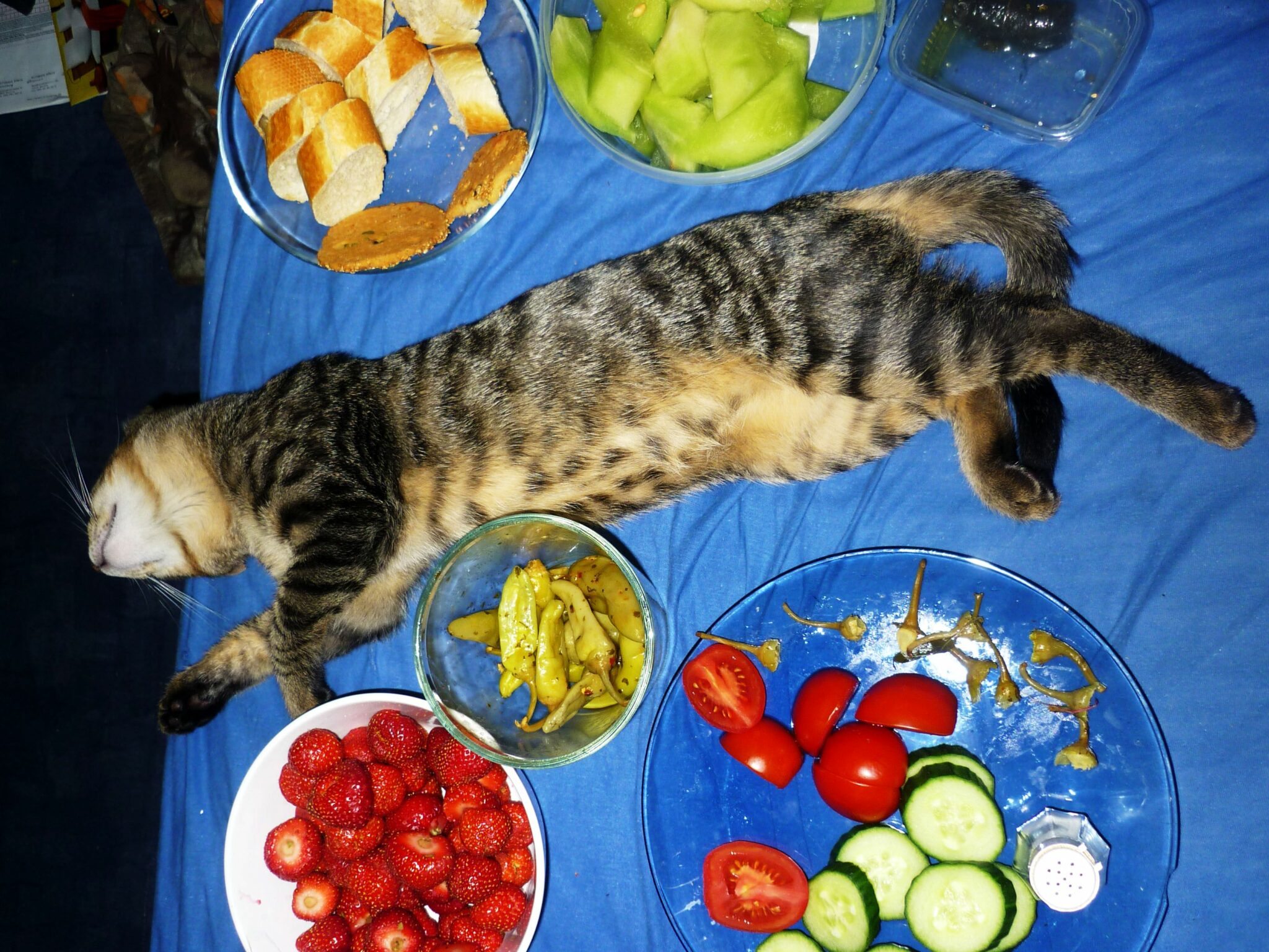 Das darf eine Katze in keinem Fall fressen 15 giftige Lebensmittel