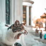 Katzen und Religion
