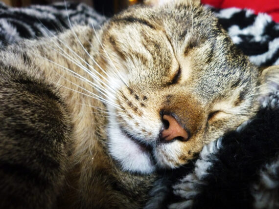 Katzen-Feiertage