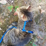 Tigerkater Jack