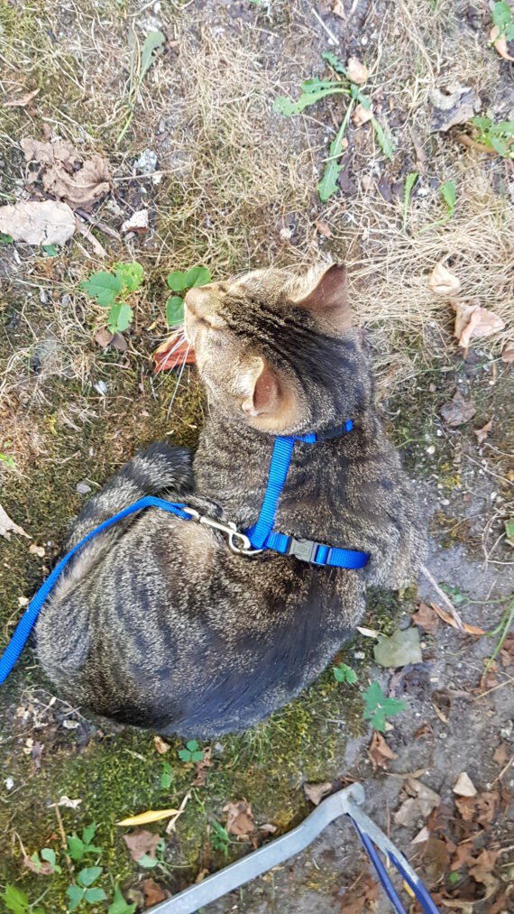 Tigerkater Jack