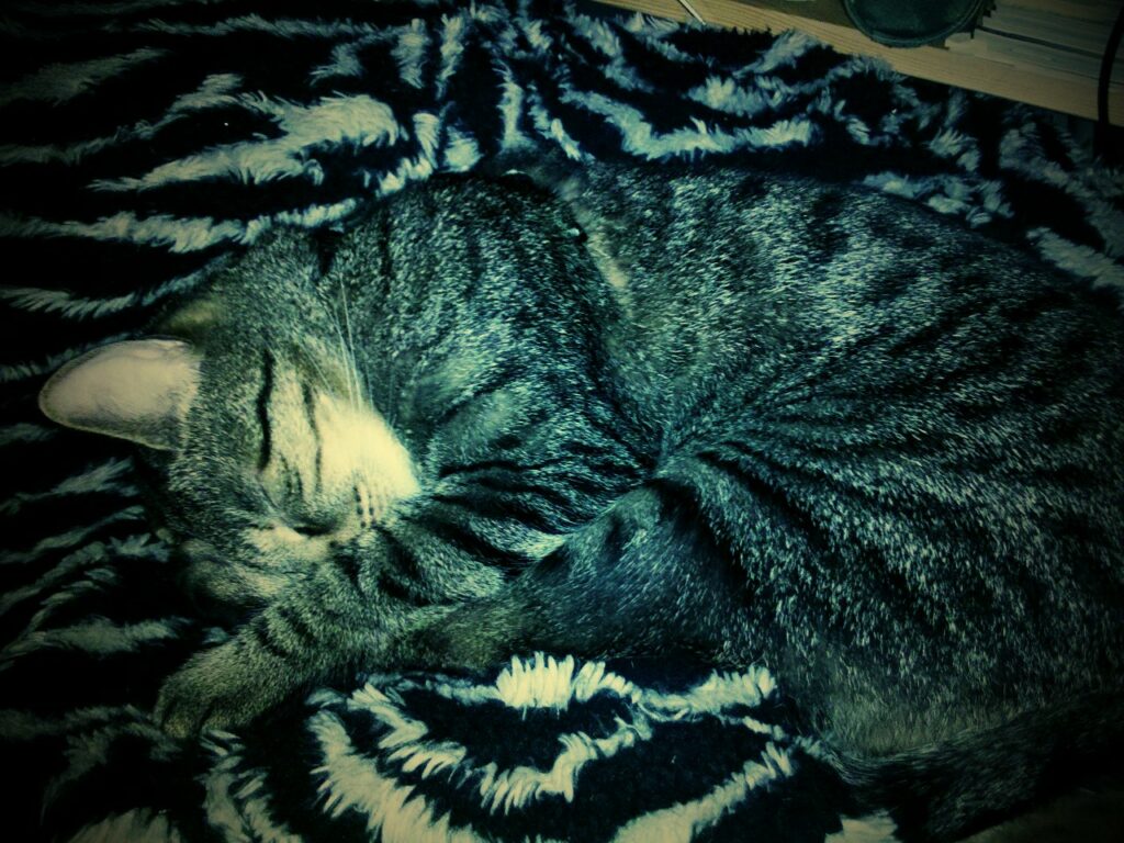 Wenn Katzen trauern Trauer nach Verlust Das hilft deiner Katze