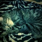 Traurige Katze