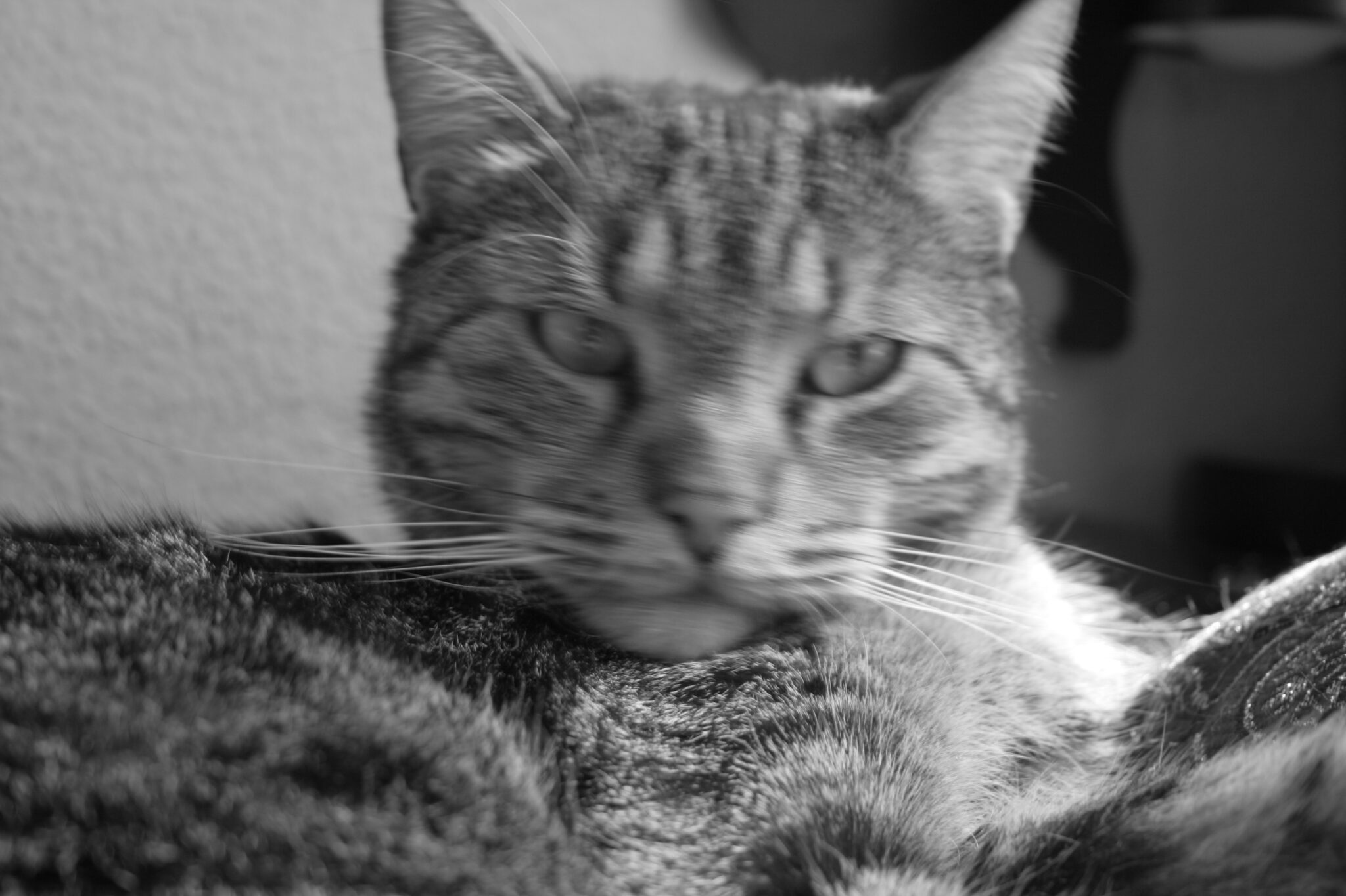 pica syndrome katze pica syndrome katze