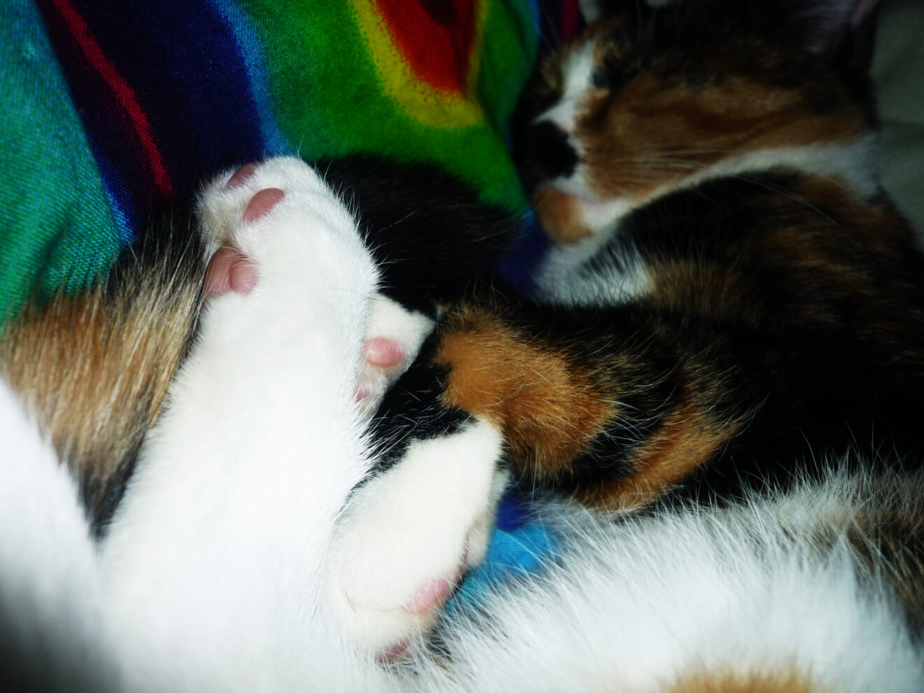Katze zittert / zuckt Wieso zittern & zucken Katzen?