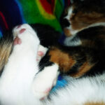 Katze zittert