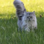 Katze besucht mich