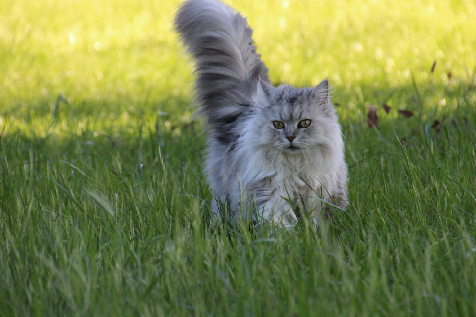 fremde katze im garten