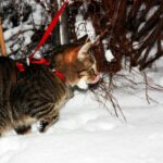 Katze im Winter