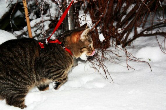 Katze im Winter
