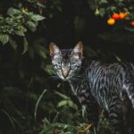 Katze wandert ab