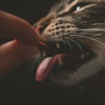 DIY Katzen Leckerli