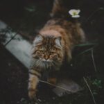 Katze entlaufen