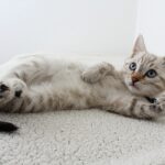 katze impfen