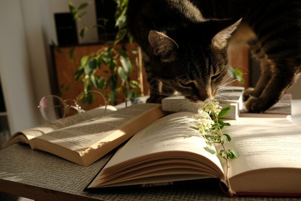 Katzen und Pflanzen