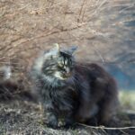 norwegische waldkatze