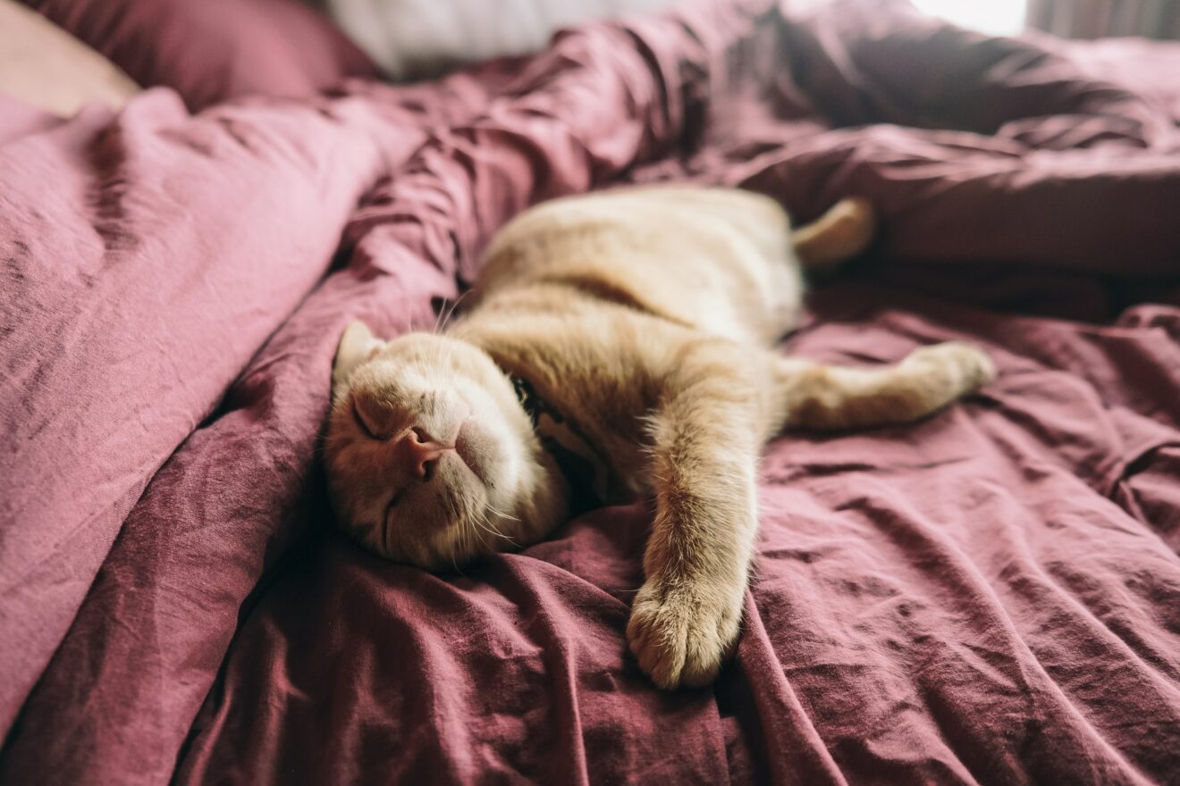 Ist Es Schlimm Wenn Meine Katze Schnarcht Katze schnarcht - Was bedeutet das? Wann zum Tierarzt? - Katze.org