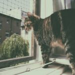 Freigänger oder Wohnungskatze?