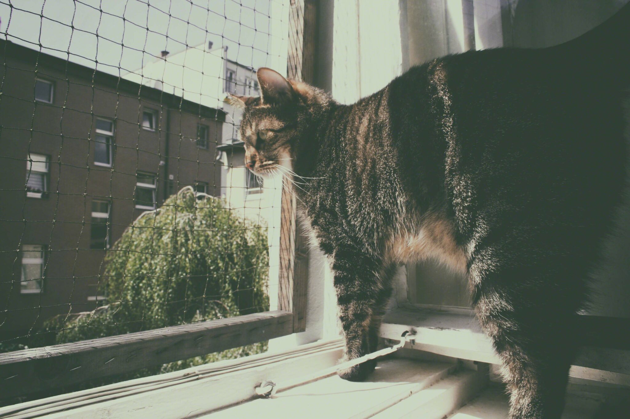 Haltung Freigänger oder Wohnungskatze? was ist besser?