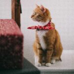 Geschenke für Katzenliebhaber