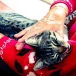 Katze im Pflegeheim