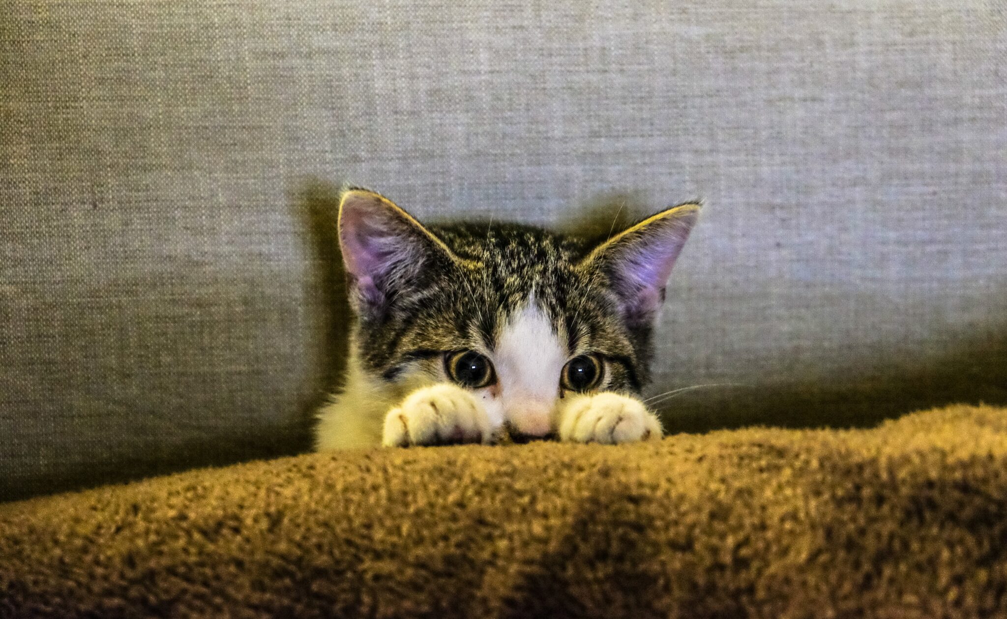 Katze: Misshandlung erkennen & helfen - Was tun? - Katze.org