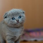 Ängstliche Katze