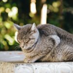 Katze schmollt