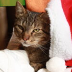 Katzen und Weihnachten