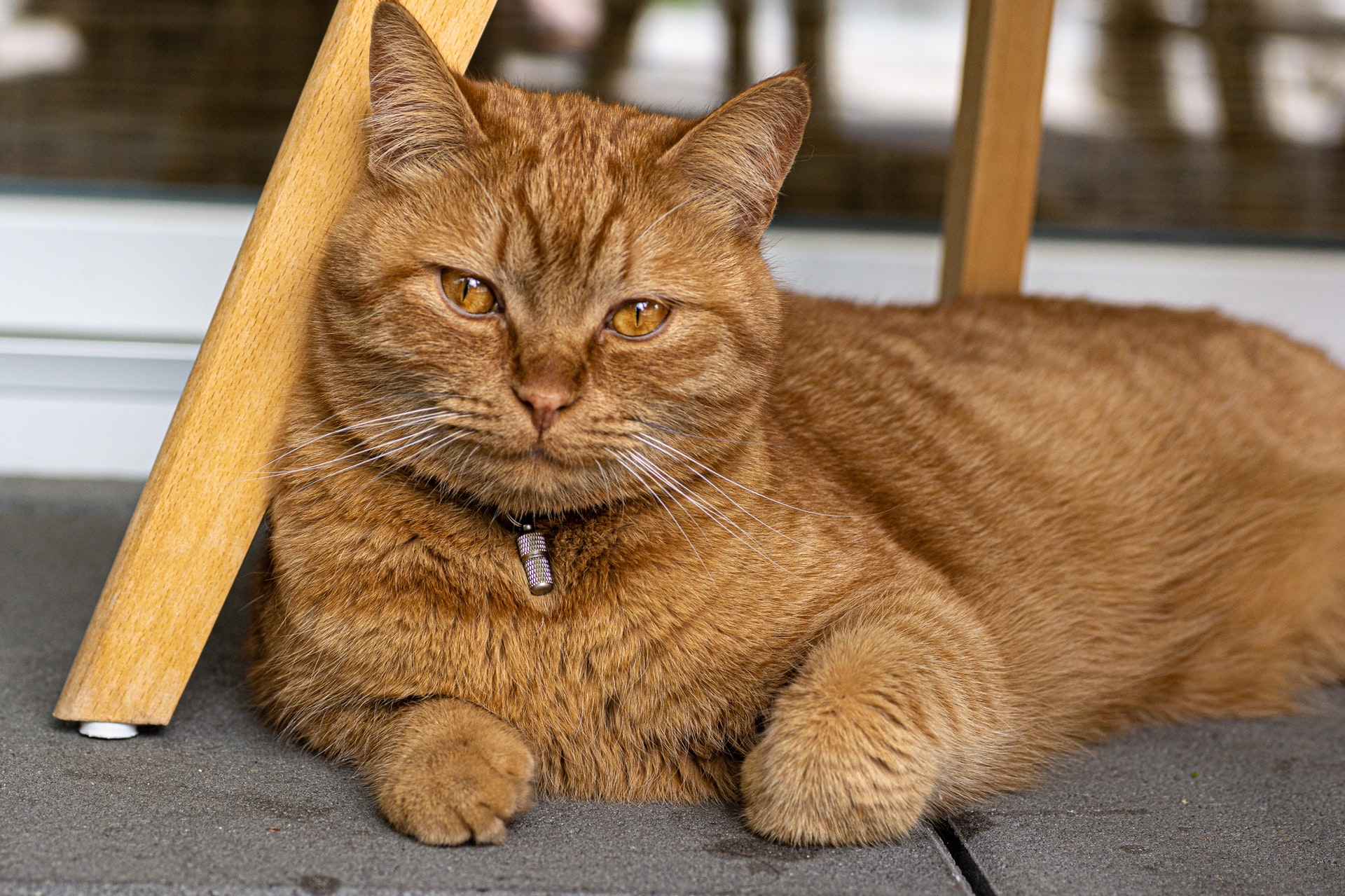 Katze schmollt Gründe & was du dagegen hilft