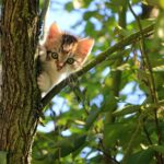 Katze vom Baum retten
