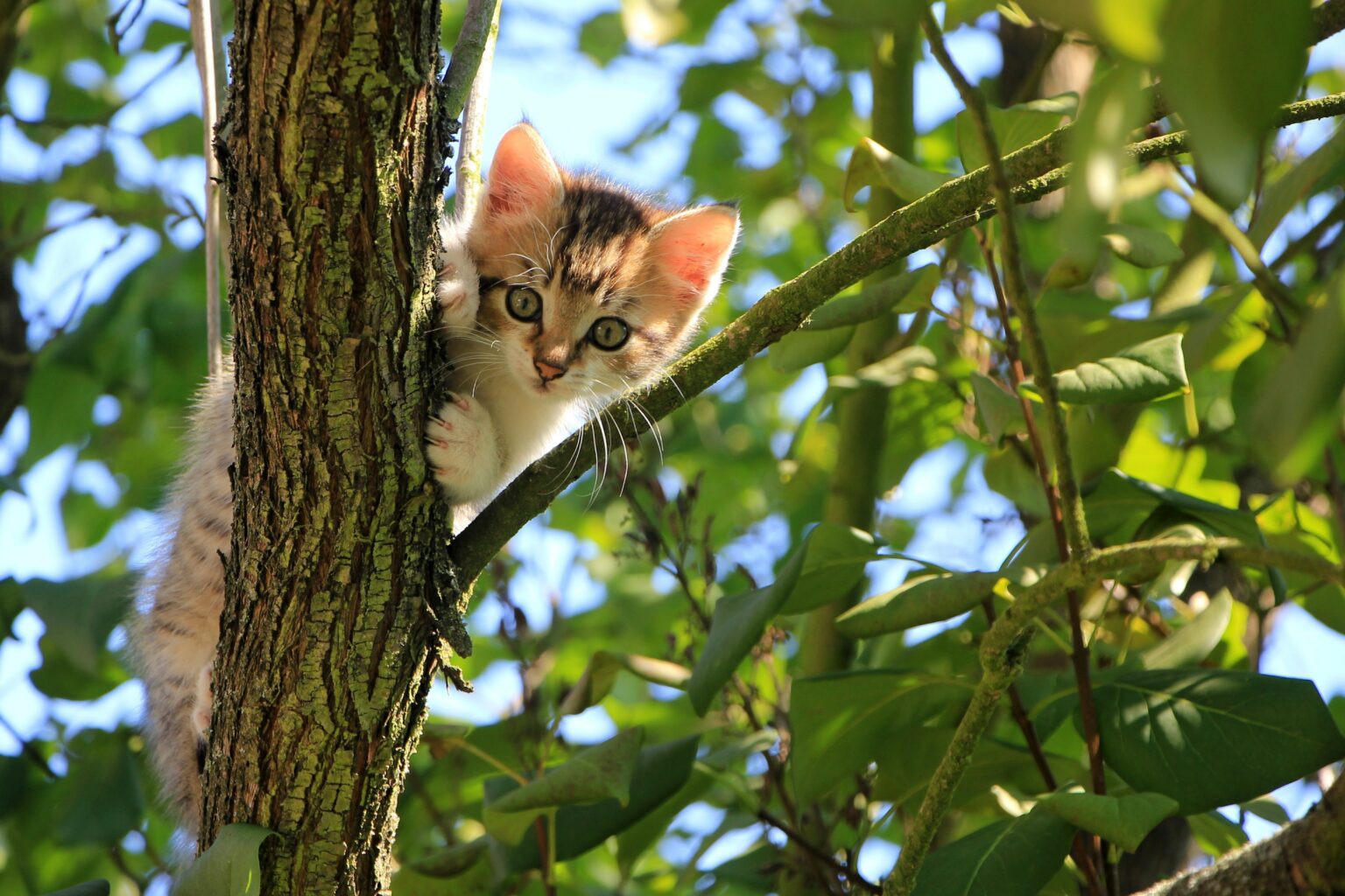 Katze Im Baum Was Tun