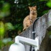 Katze mit Überwachungskamera