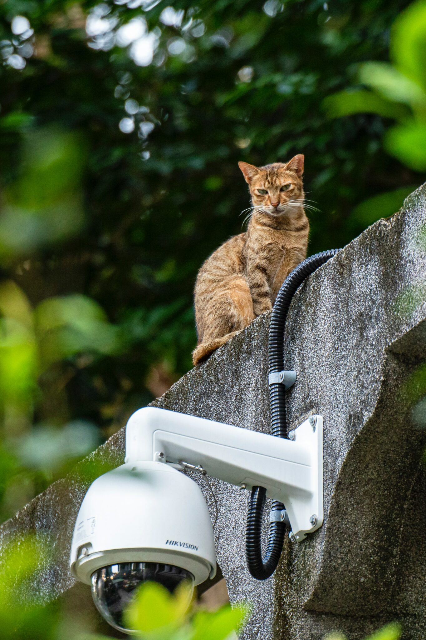 webcams-berwachungskameras-f-r-katzen-und-livestream-katze